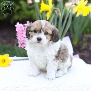 Daisy, Cavachon Puppy